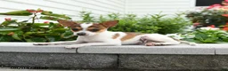 Toy Fox Terrier dogs for sale: Daisy - Ad 3
