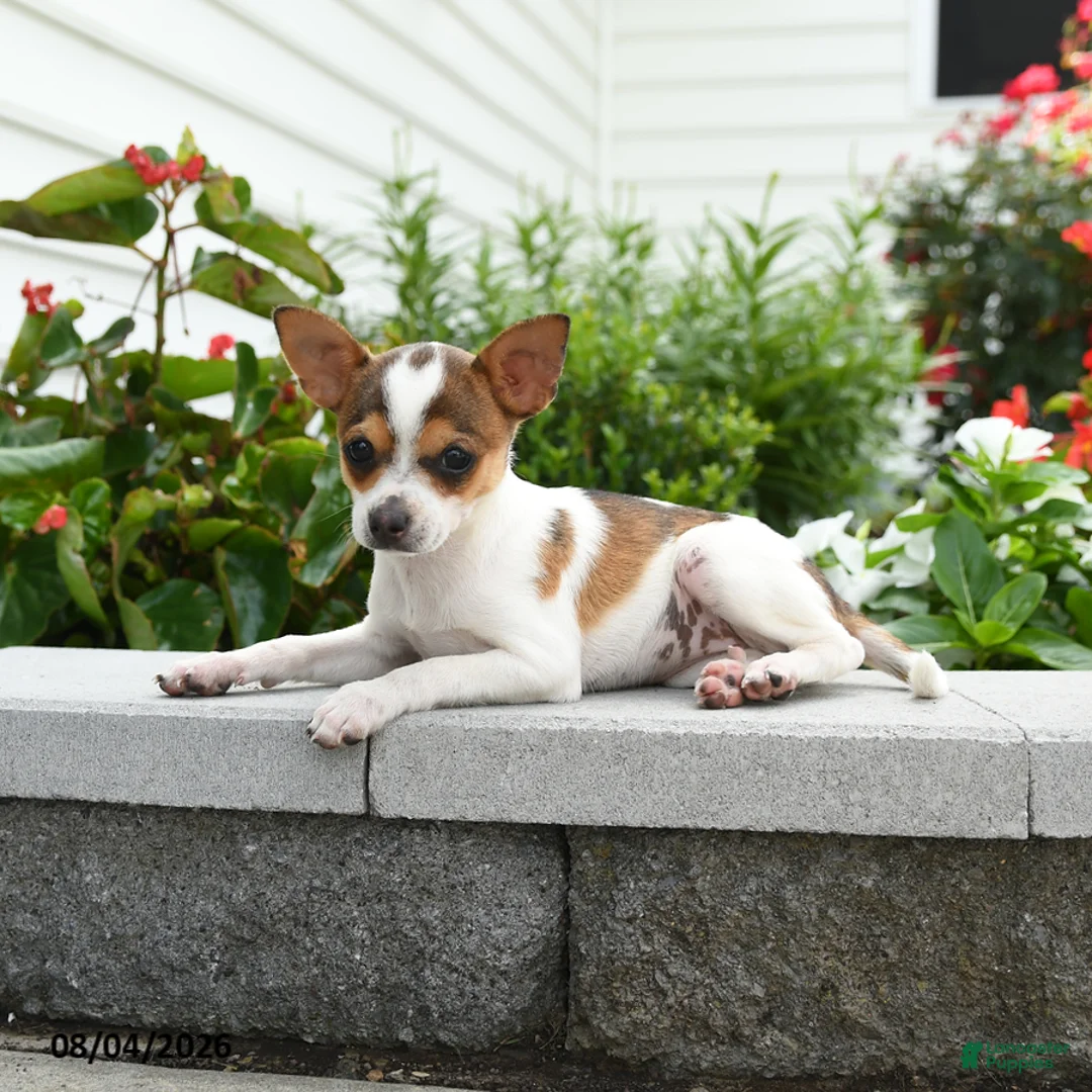 Toy Fox Terrier dogs for sale: Daisy - Ad 3