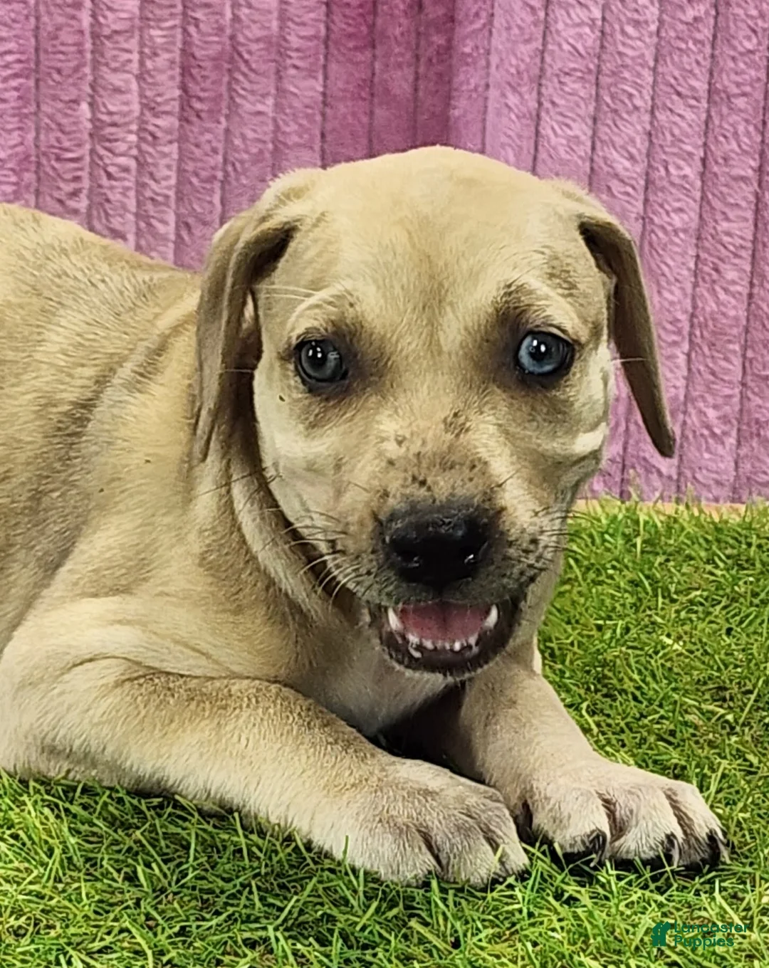 Catahoula Leopard Dog dogs for sale: Duchess 2025 Female 2 - Ad 5