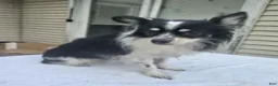 Pomchi dogs for sale: Bamboo (Tri LH) [Neutered} - Ad 2