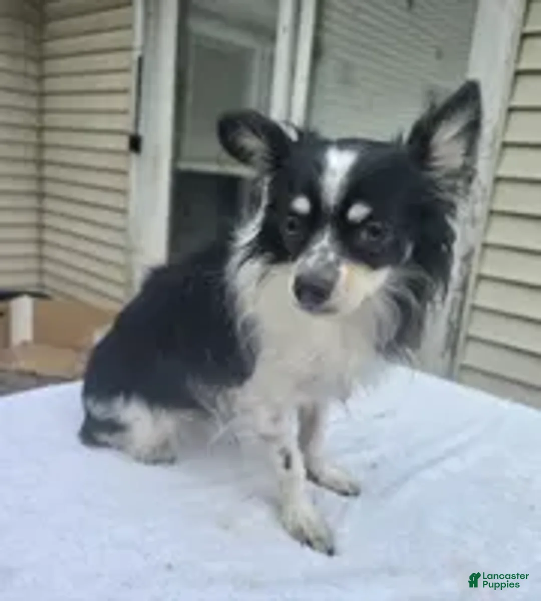 Pomchi dogs for sale: Bamboo (Tri LH) [Neutered} - Ad 2