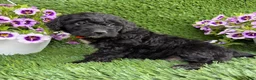 Mini Goldendoodle dogs for sale: AJ - Ad 3