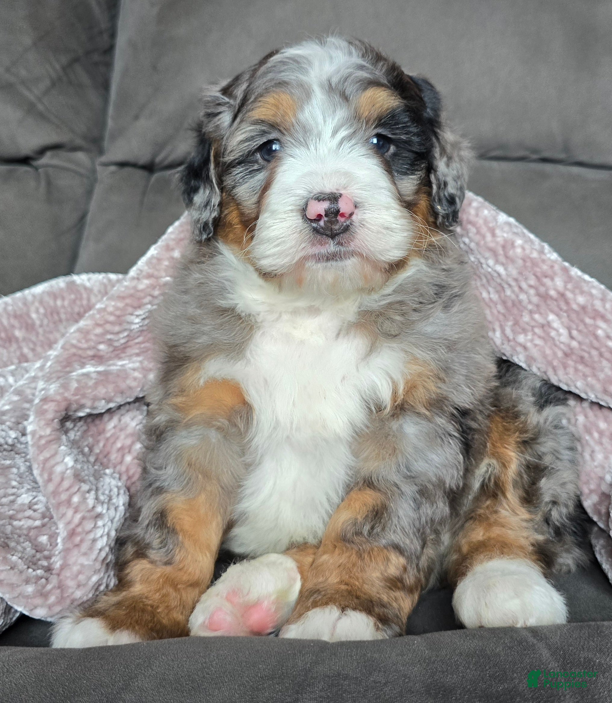 Mini Bernedoodle dogs Mini Chief - Ad 22