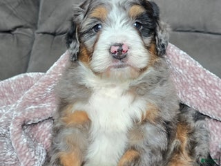 Mini Bernedoodle dogs Mini Chief - Ad 22