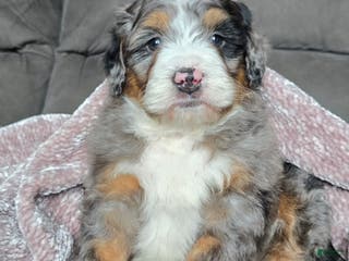 Mini Bernedoodle dogs Mini Chief - Ad 15