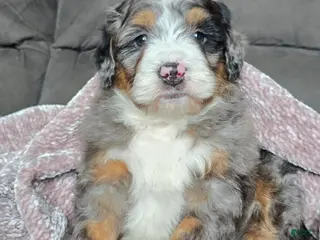 Mini Bernedoodle dogs Mini Chief - Ad 39