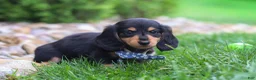 Miniature Dachshund dogs for sale: Benje - Ad 3