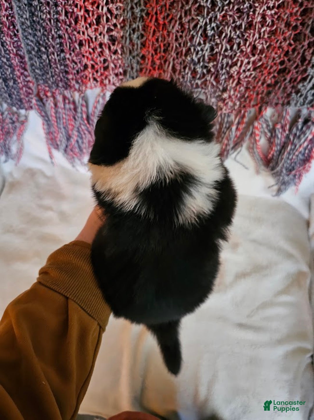 Australian Shepherd dogs for sale: Puzzle Piece - Ad 2