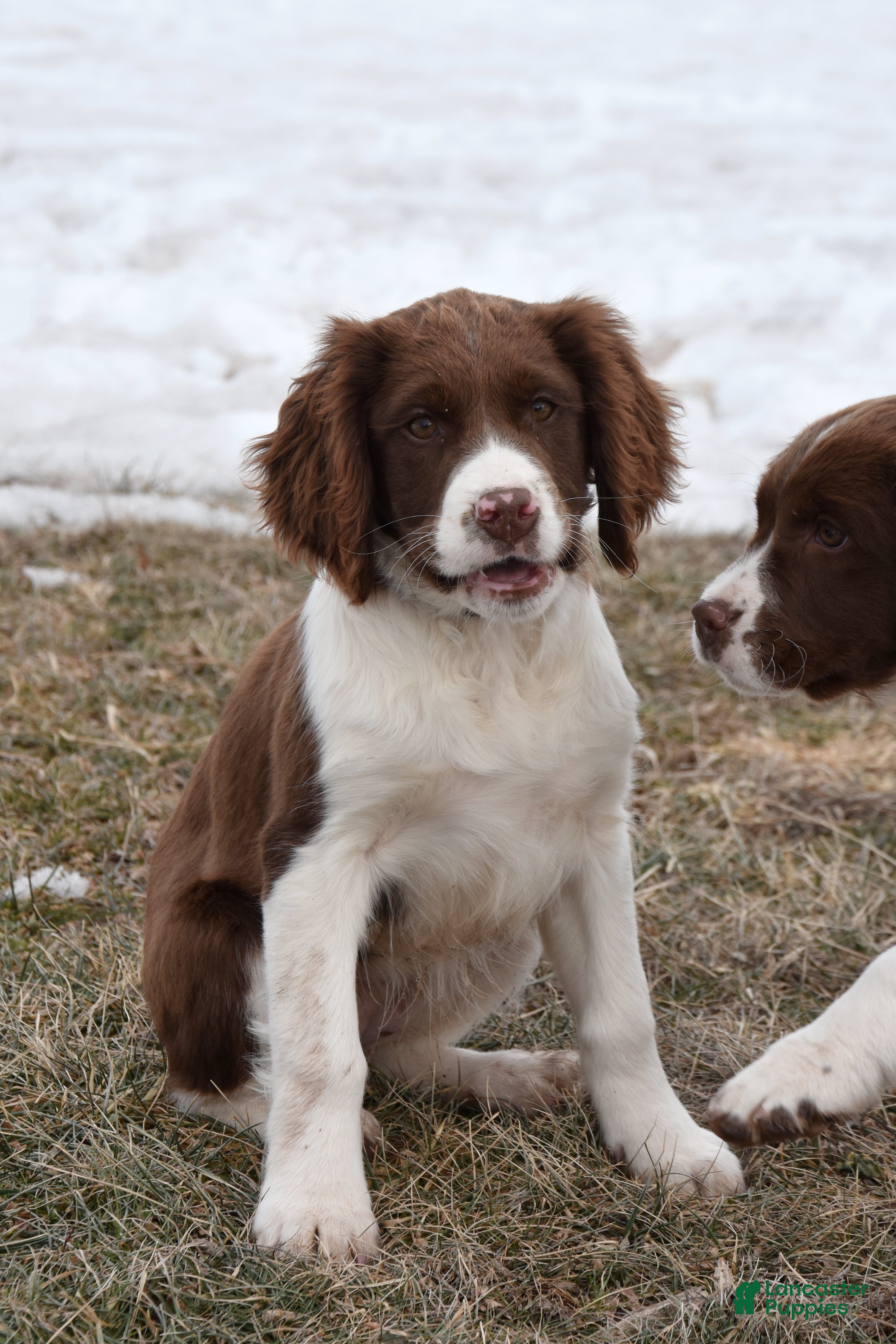 English Springer Spaniel dogs Missy - Ad 3