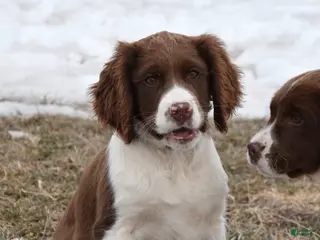 English Springer Spaniel dogs Missy - Ad 3