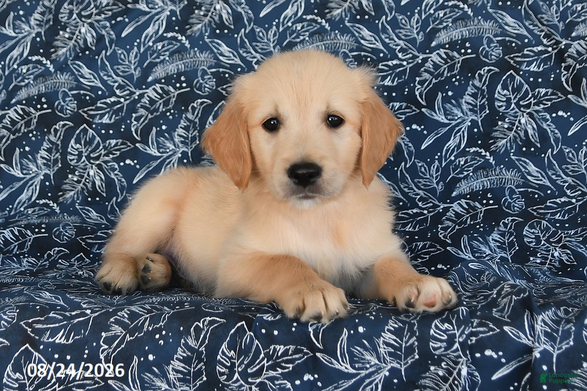 Golden Retriever dogs Vince - Ad 2
