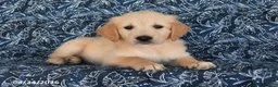 Golden Retriever dogs for sale: Vince - Ad 2