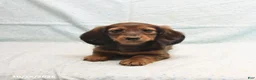 Dachshund dogs for sale: April - Ad 4
