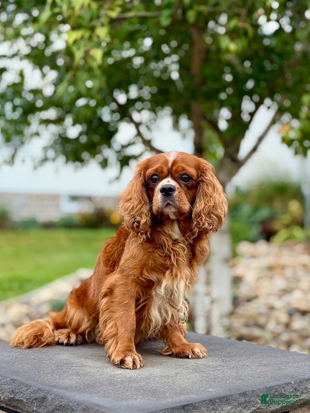 Miniature Golden Retriever dogs for sale: Cupcake - Ad 6