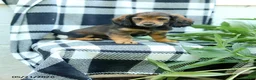 Miniature Dachshund dogs for sale: Cub  - Ad 4