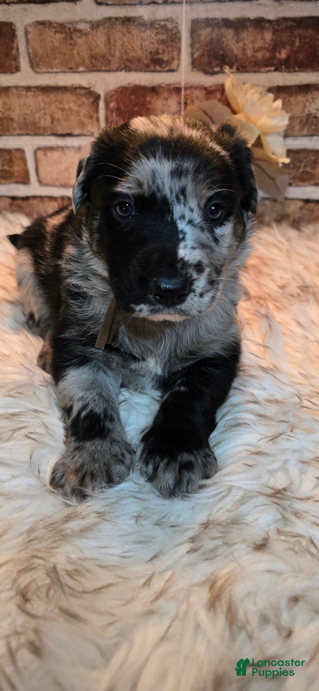 Mixed Breed dogs for sale: Atlas - Ad 9