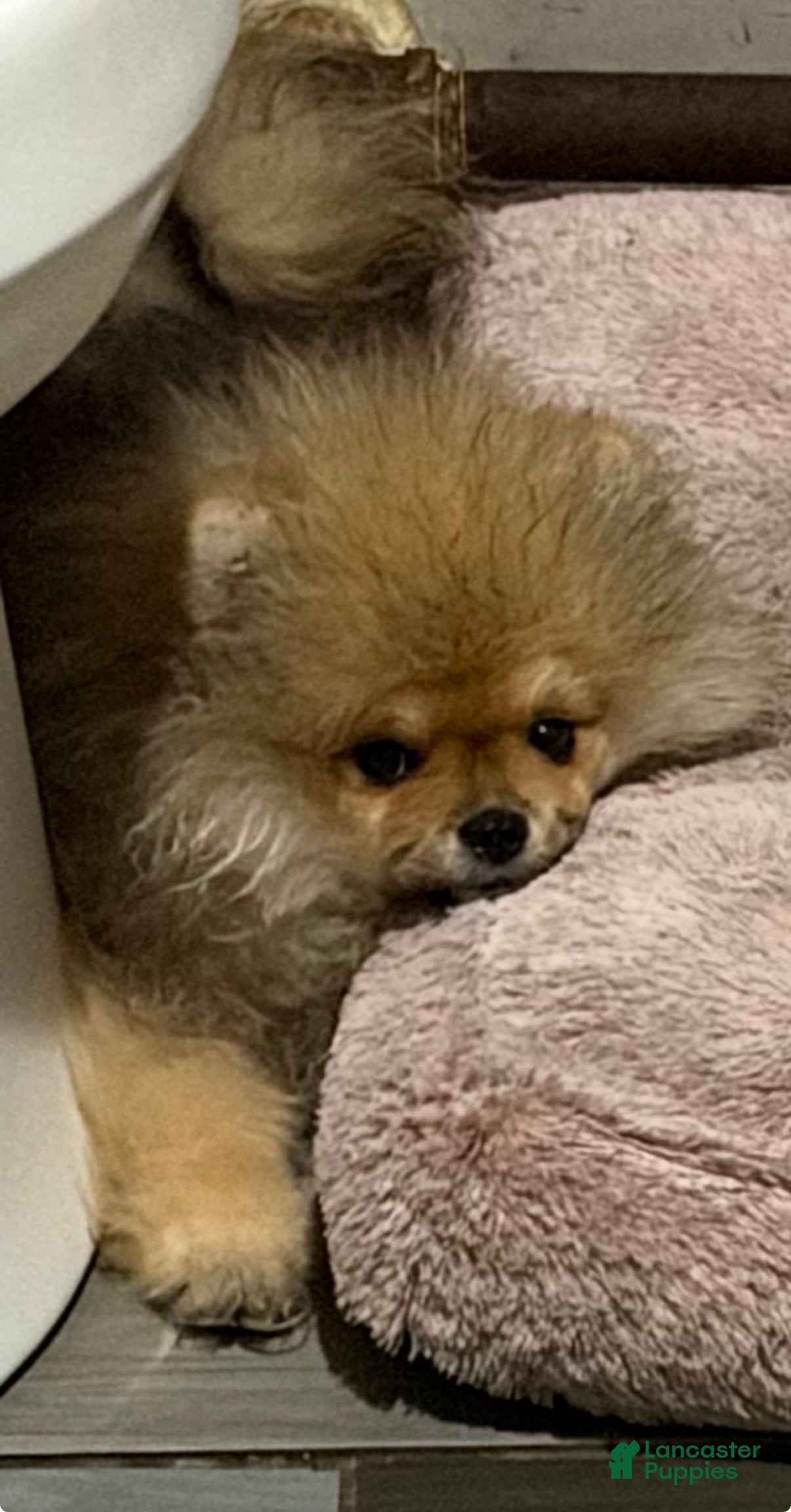 Pomeranian dogs Pomeranian Puppy 3 - Ad 2