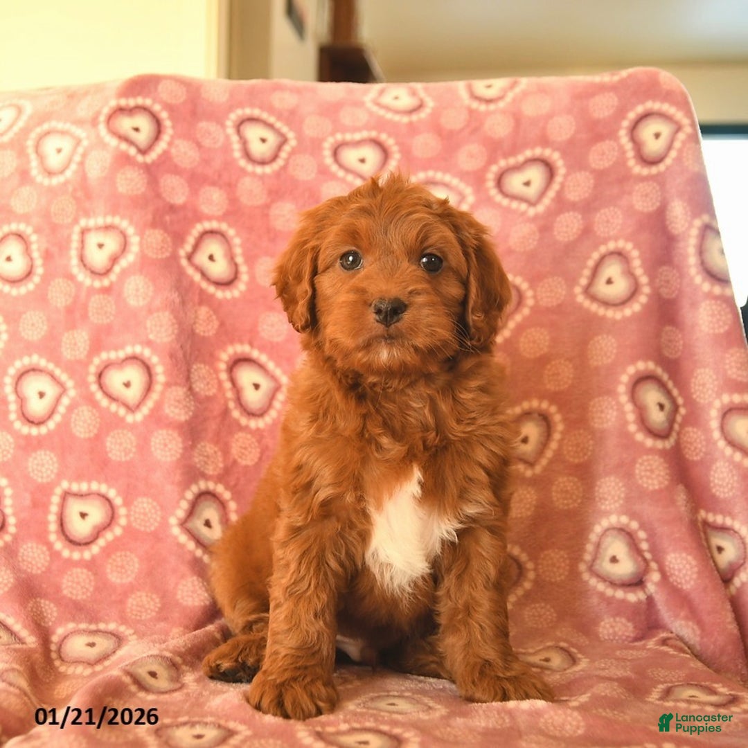 Cockapoo dogs for sale: Denver  - Ad 2