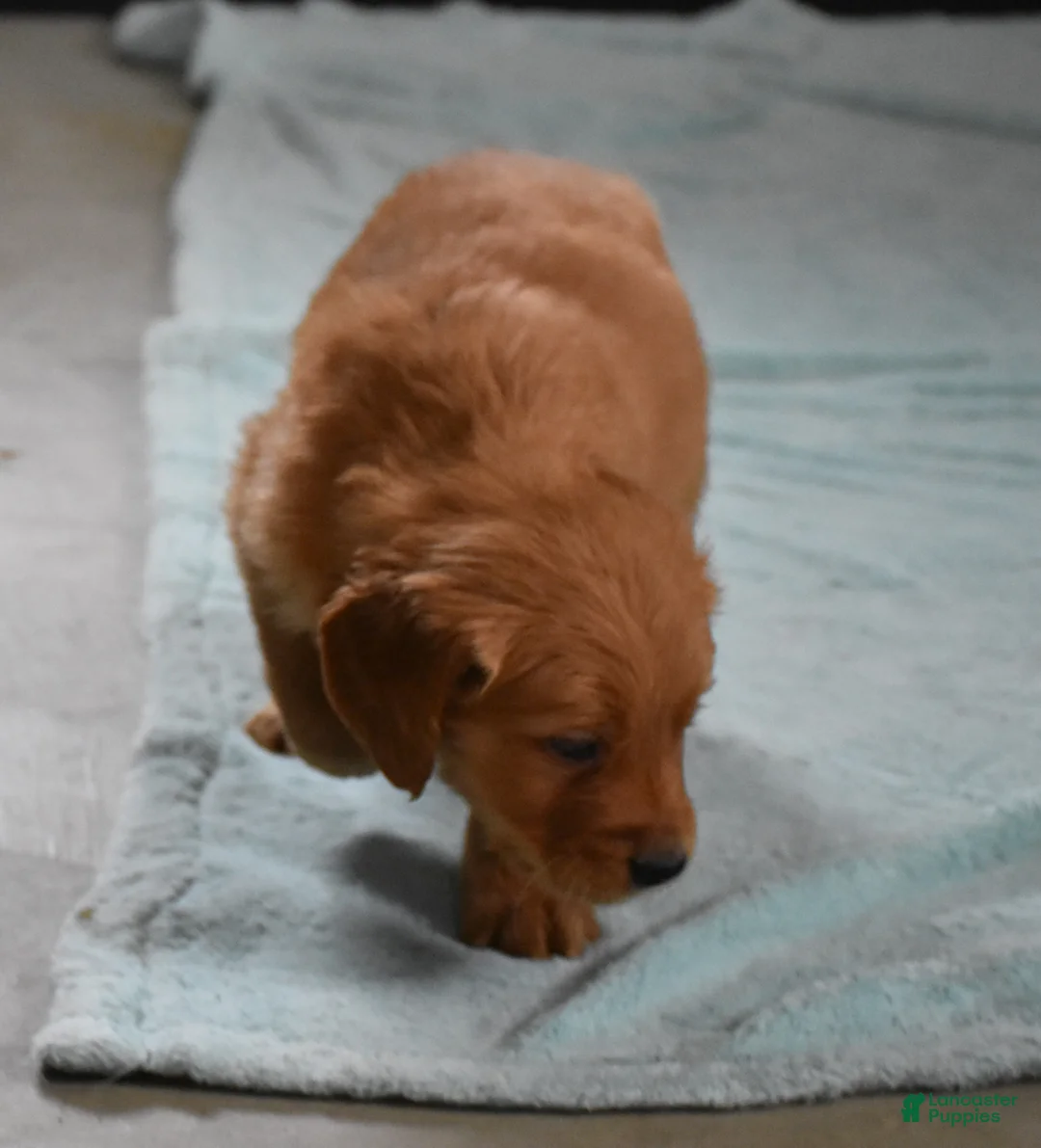 Golden Retriever dogs for sale: Dallas Genetic/OFA - Ad 17