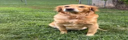 Golden Retriever dogs for sale: Light green  - Ad 7