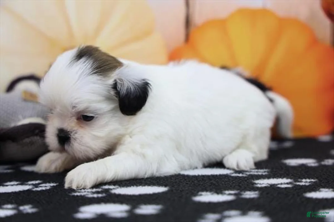 Shih Tzu dogs for sale: Lady - Ad 1