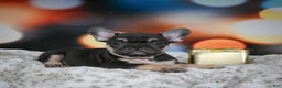 French Bulldog dogs for sale: Cooper - Ad 7
