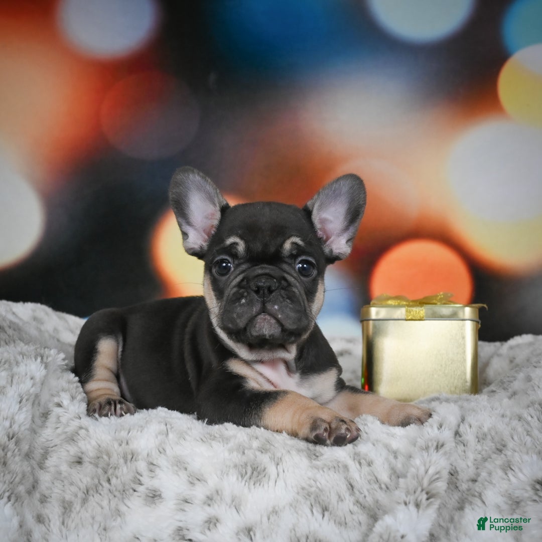 French Bulldog dogs for sale: Cooper - Ad 7