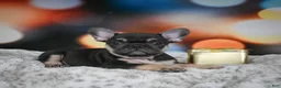 French Bulldog dogs for sale: Cooper - Ad 7