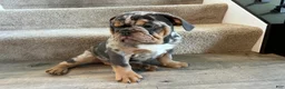 English Bulldog dogs for sale: Mable - Ad 4