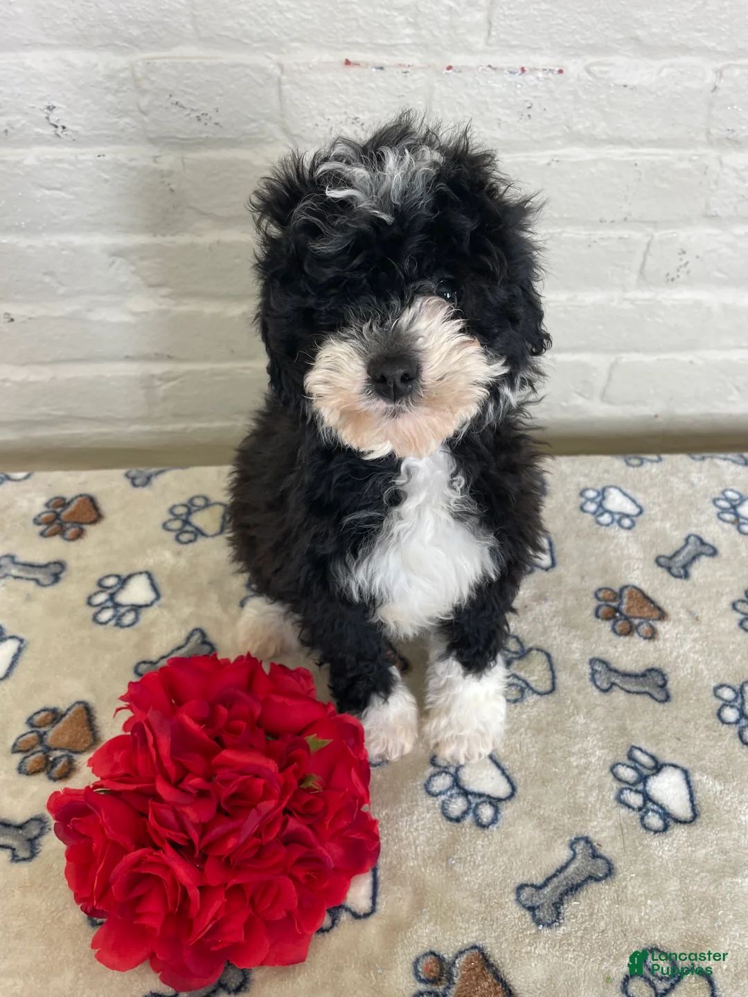 Mixed Breed dogs for sale: Sparkle - Ad 4