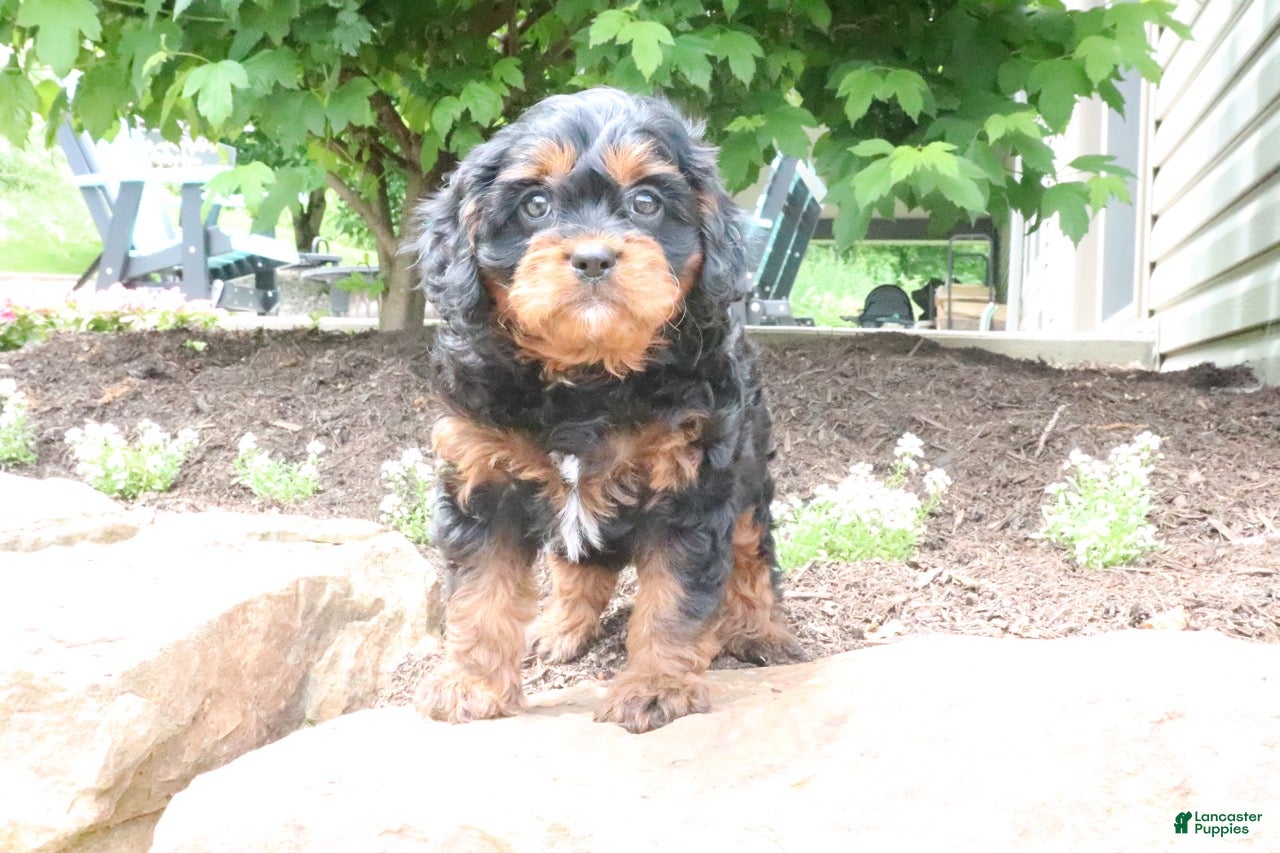 Cavapoo dogs Louie - Ad 2