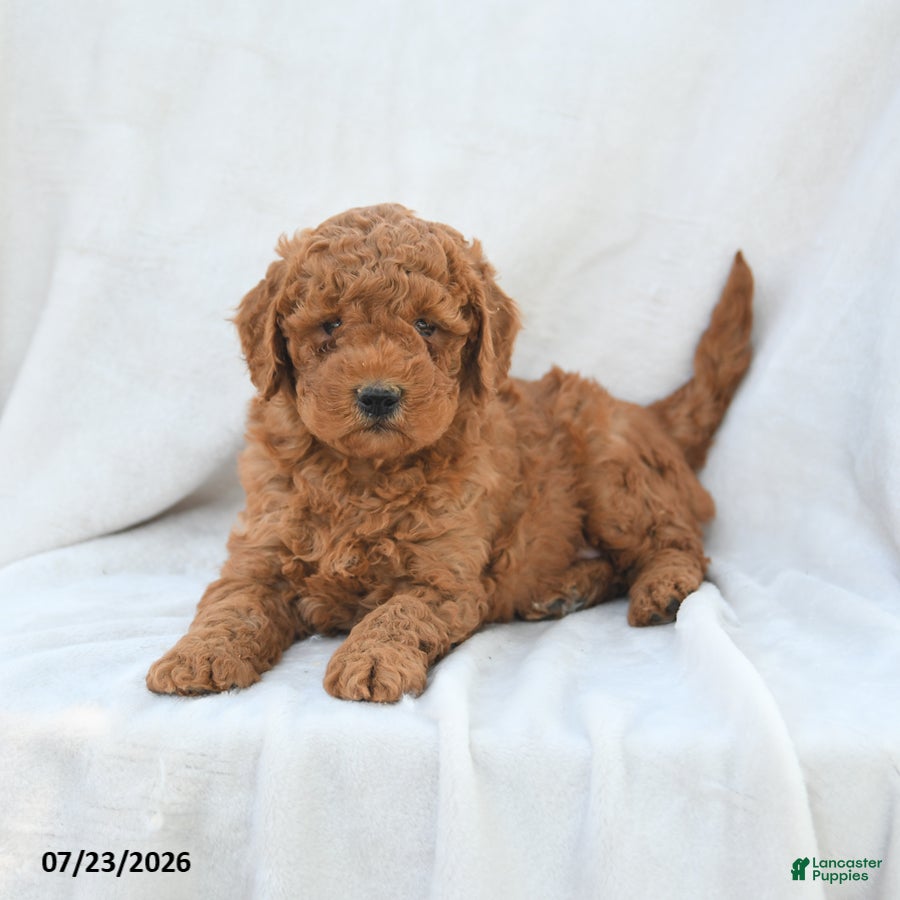 Mini Goldendoodle dogs Precious - Ad 2