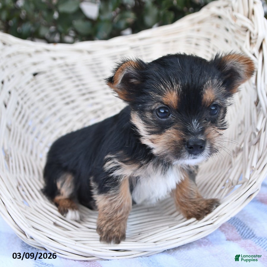 Yorkshire Terrier dogs Melton - Ad 2