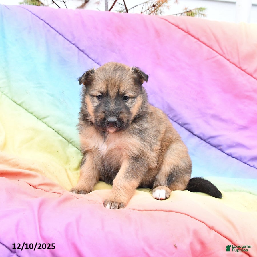 Mixed Breed dogs Blossom - Ad 4