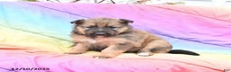 Mixed Breed dogs for sale: Blossom - Ad 1
