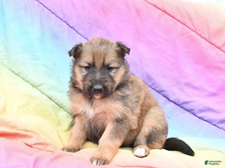 Mixed Breed dogs Blossom - Ad 5