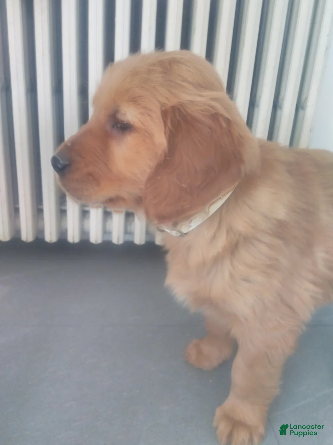 Golden Retriever dogs for sale: Bear –(white collar) “I’m the big soft cuddle-bug.” - Ad 1