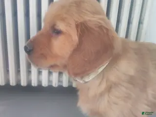 Golden Retriever dogs Bear –(white collar) “I’m the big soft cuddle-bug.” - Ad 8