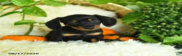 Miniature Dachshund dogs for sale: Scuffy - Ad 5
