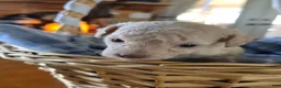 Toy Poodle dogs for sale: Toy Poodle 1 - Ad 3