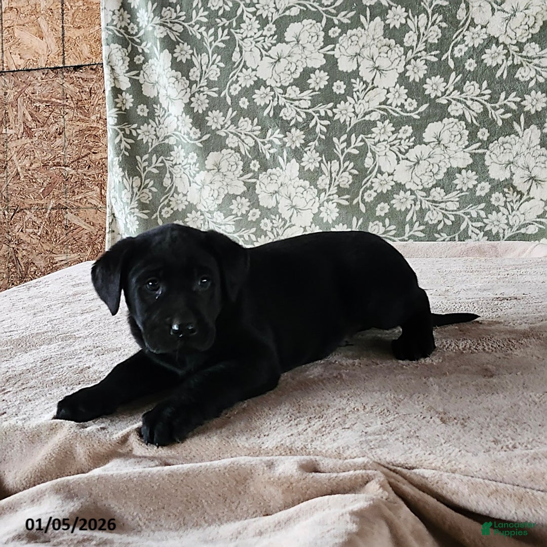 Labrador Retriever dogs for sale: Scooby - Ad 3