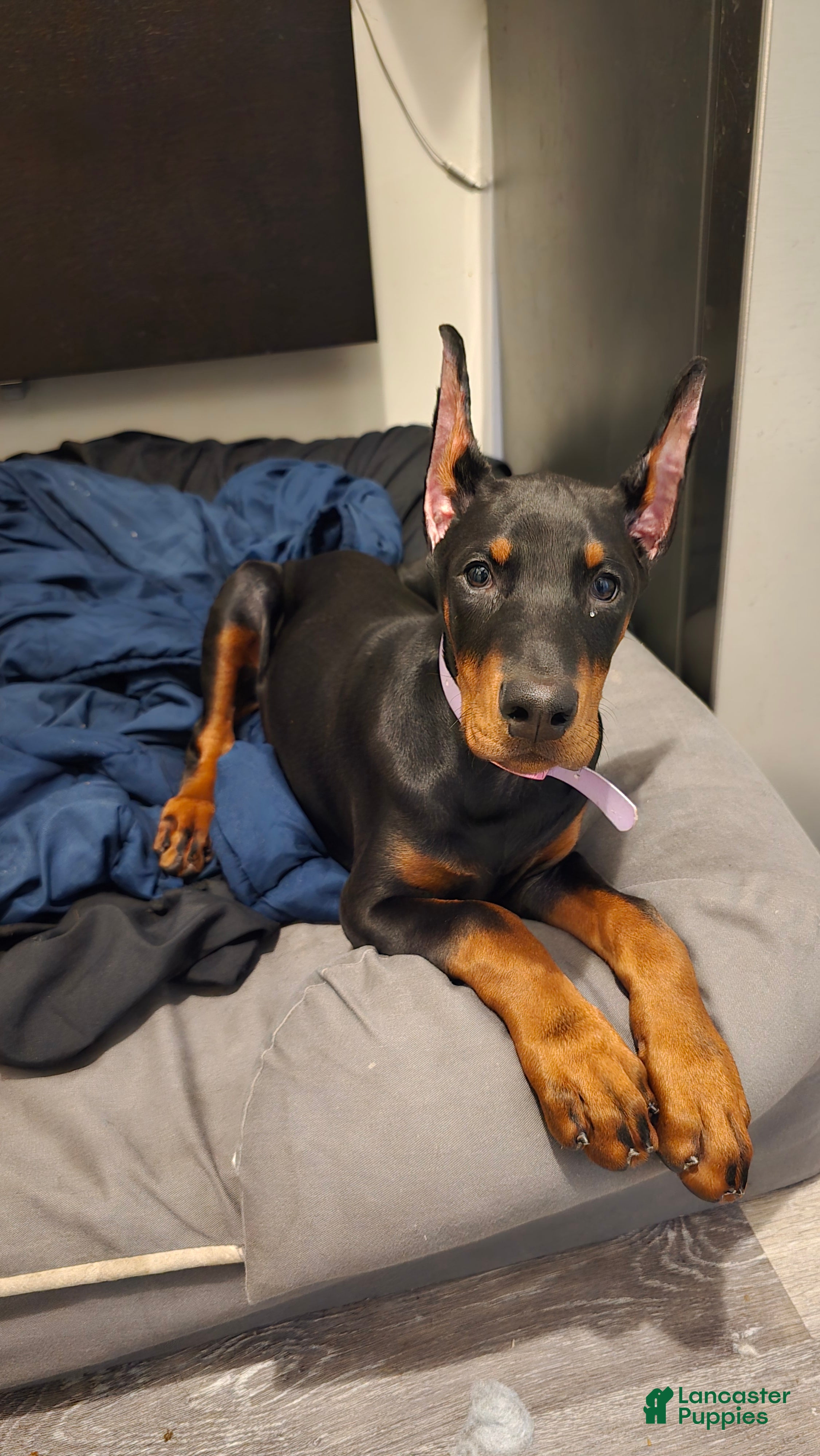 Doberman Pinscher dogs Chili - Ad 30