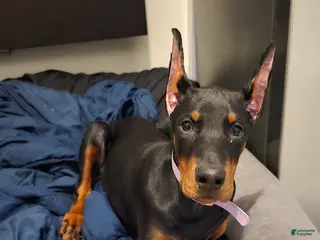 Doberman Pinscher dogs Chili - Ad 30