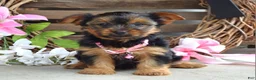 Yorkshire Terrier dogs for sale: Skye - Ad 8