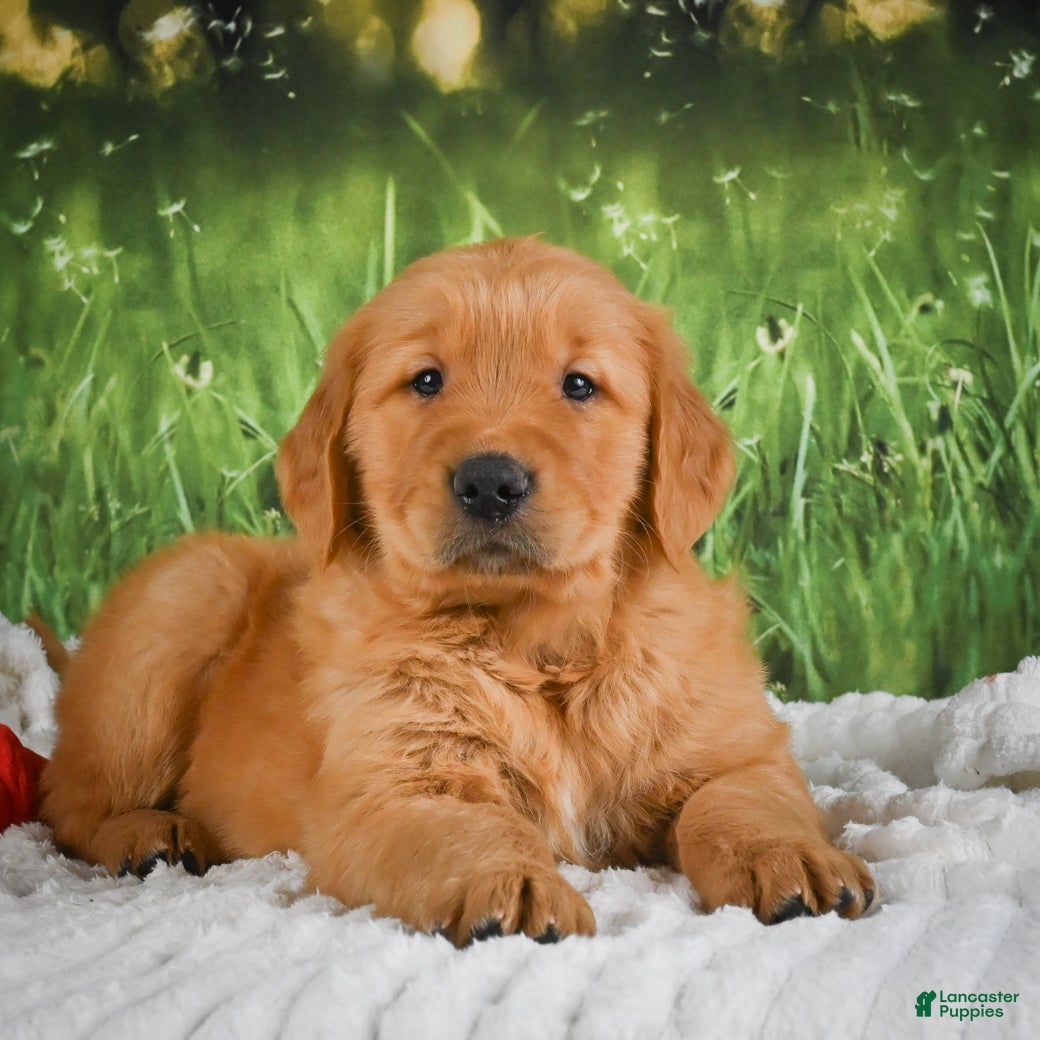 Golden Retriever dogs for sale: Joey - Ad 2