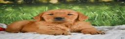 Golden Retriever dogs for sale: Joey - Ad 1