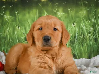 Golden Retriever dogs for sale: Joey - Ad 2