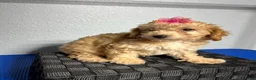 Mini Goldendoodle dogs for sale: Kaia  - Ad 5