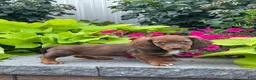Miniature Dachshund dogs for sale: Diago - Ad 2