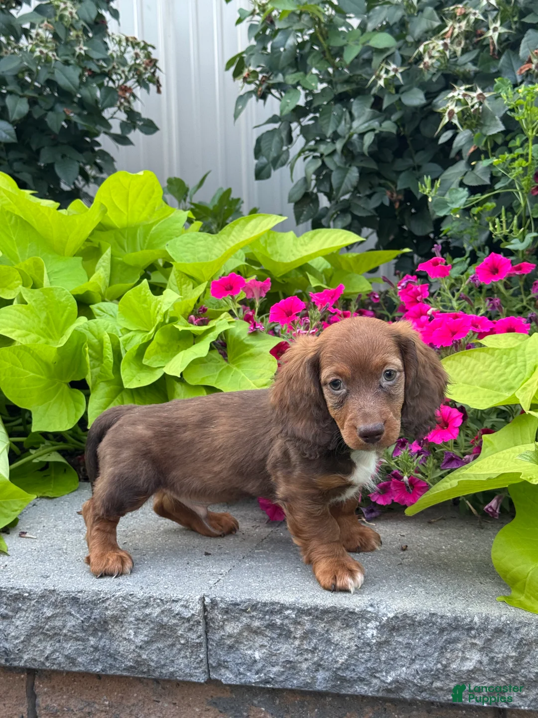 Miniature Dachshund dogs for sale: Diago - Ad 2